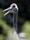 Crane